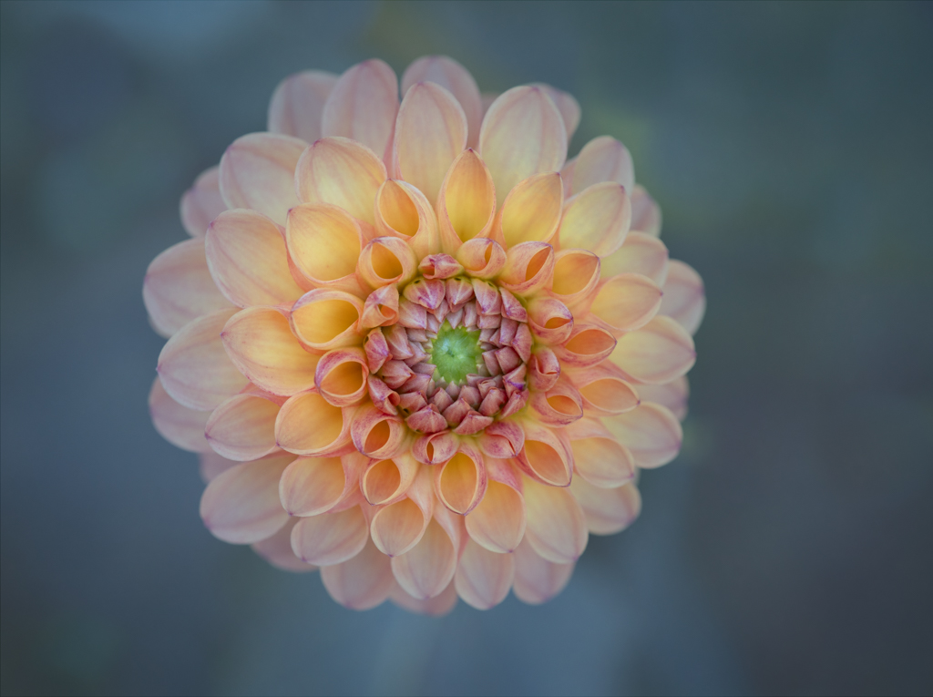 My Morning Orange Juice by Denise McKay (Groups 65 & 77)